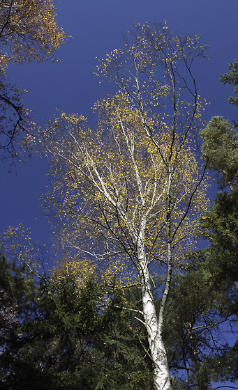 Autumn on "Brdy" - smaller format