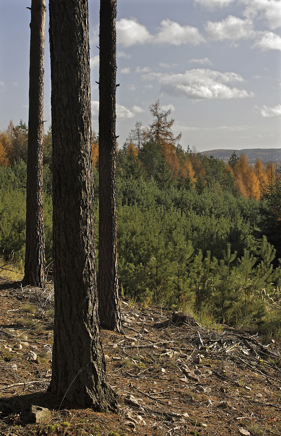 Autumn on "Brdy" - larger format