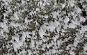 Hoarfrost - main link