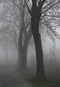 In fog - main link