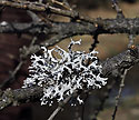 Lichen - main link