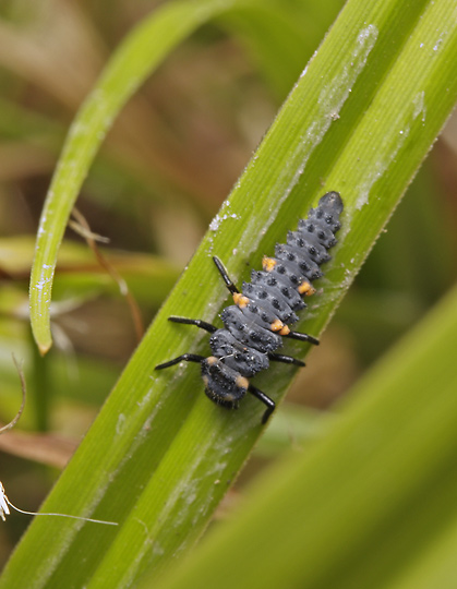 Larva slunka - men formt