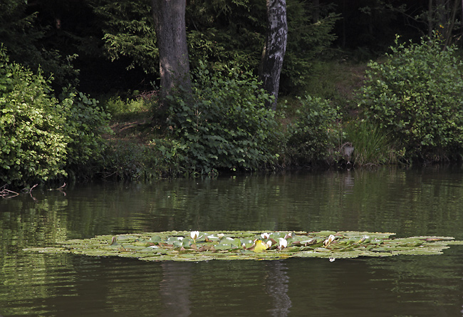 "Kuprovka" pond - smaller format