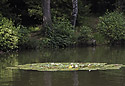 "Kuprovka" pond - main link