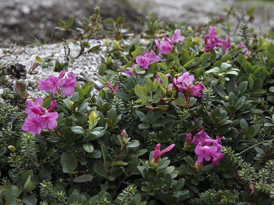 Rhododendrony - větší formát