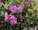 Rhododendrony - hlavn odkaz