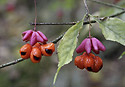 Plody brslenu bradavinatho - hlavn odkaz