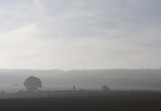 Misty morning - smaller format