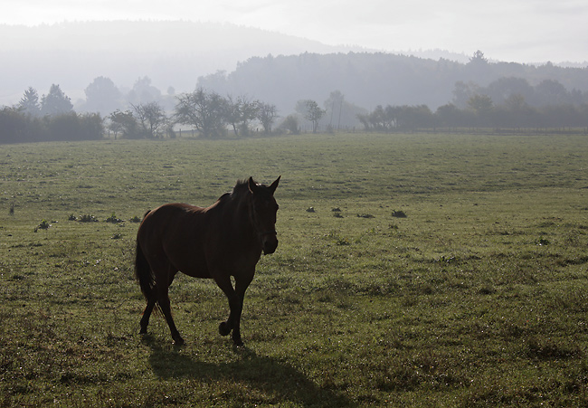 Misty morning - smaller format