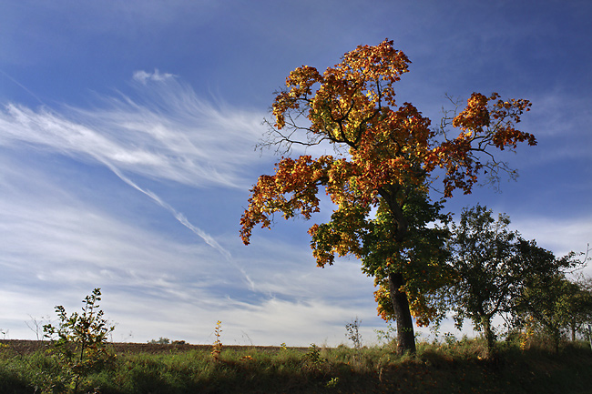 Autumn under "Brdy" - smaller format