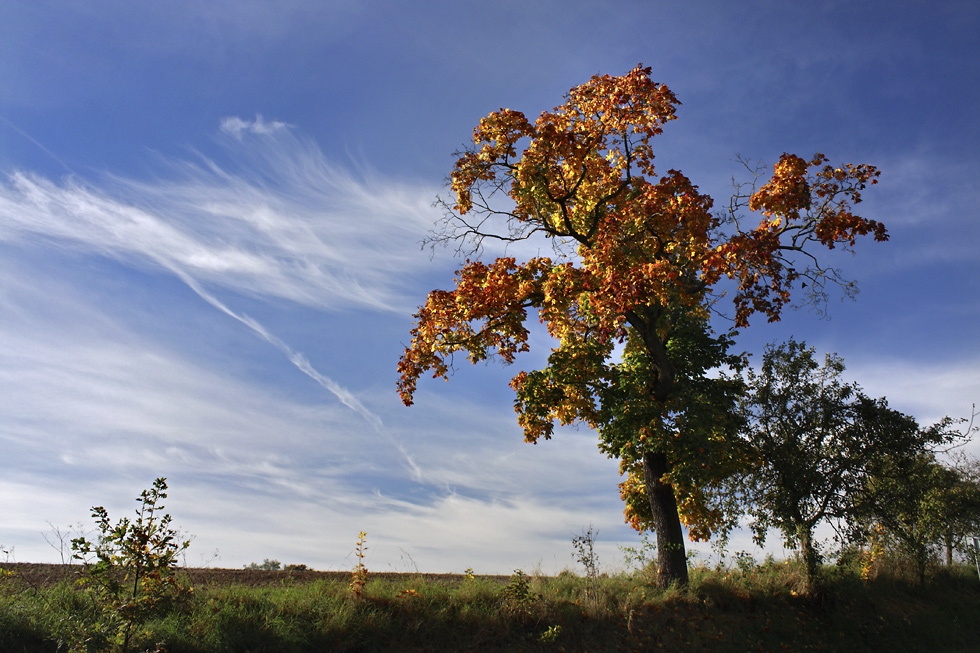 Autumn under "Brdy" - larger format