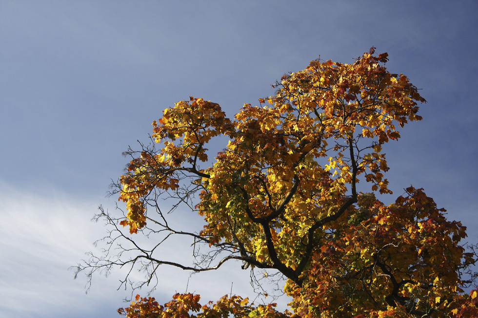 Autumn under "Brdy" - larger format