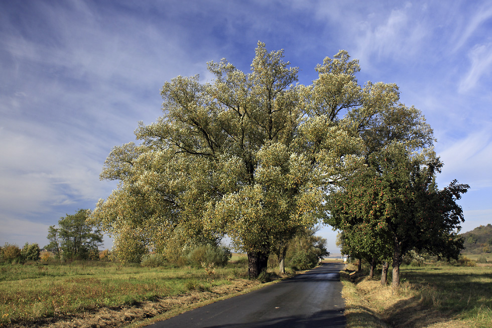 Autumn under "Brdy" - larger format