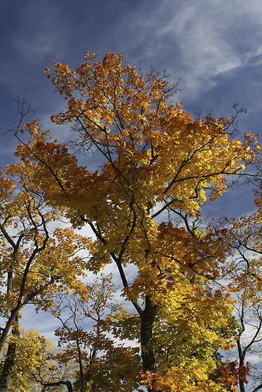 Autumn in "Neumtely" - smaller format