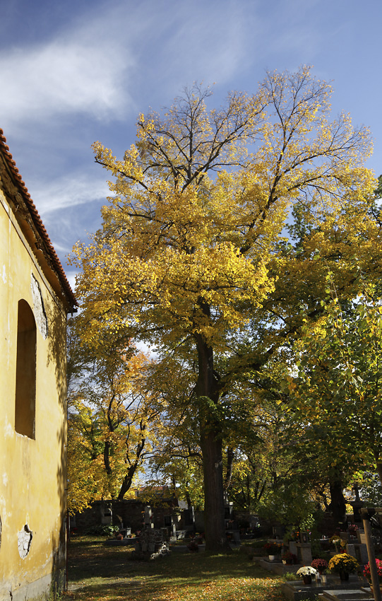 Autumn in "Neumtely" - larger format