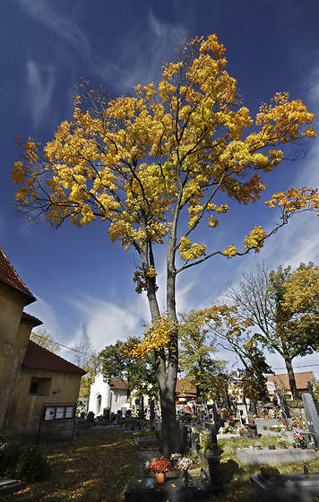 Autumn in "Neumtely" - smaller format