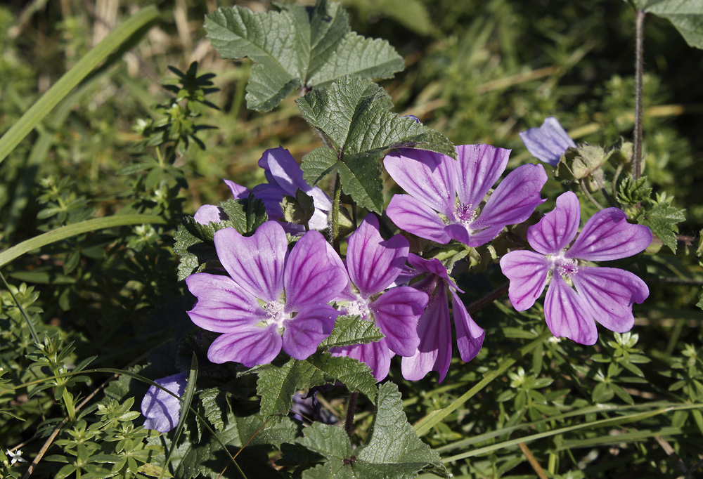 Mallow - larger format