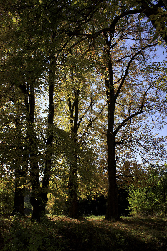 Autumn in "St. Benigna" - larger format