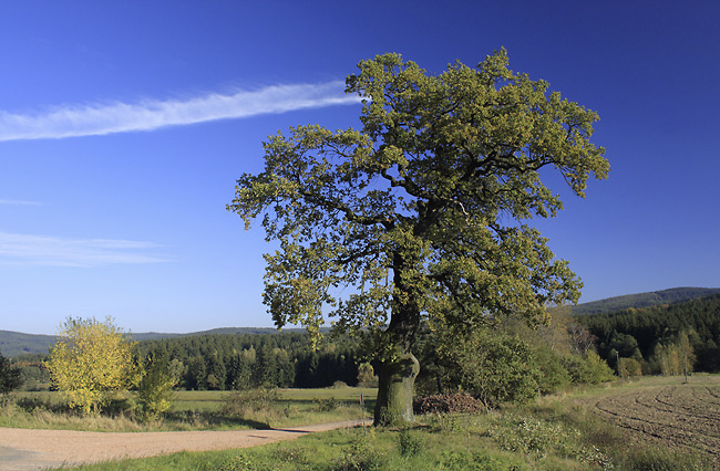 Memorable oak - smaller format