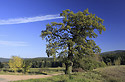 Memorable oak - main link