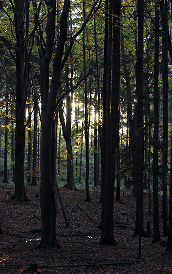 Evening in the wood - smaller format