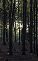 Evening in the wood - main link