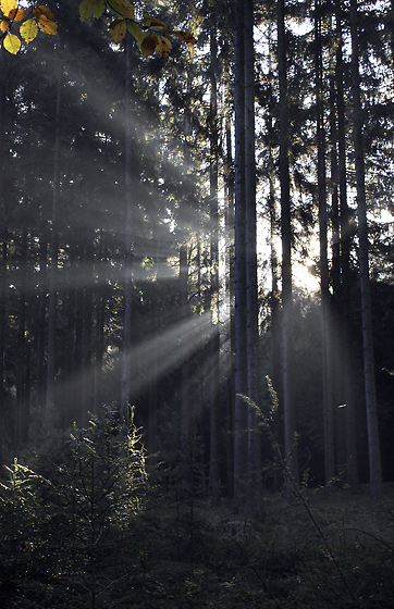 Morning in the wood - smaller format