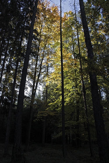 Morning in the wood - smaller format