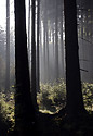 Rno v lese - hlavn odkaz