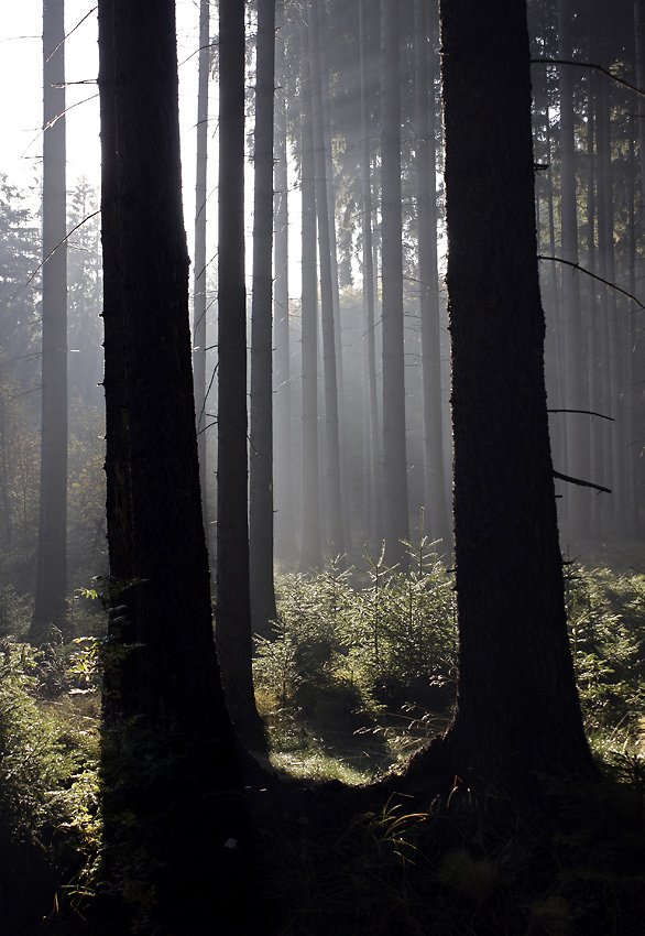 Morning in the wood - larger format