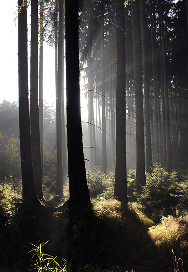 Morning in the wood - smaller format