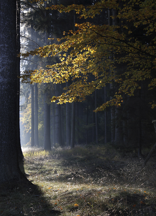 Morning in the wood - larger format