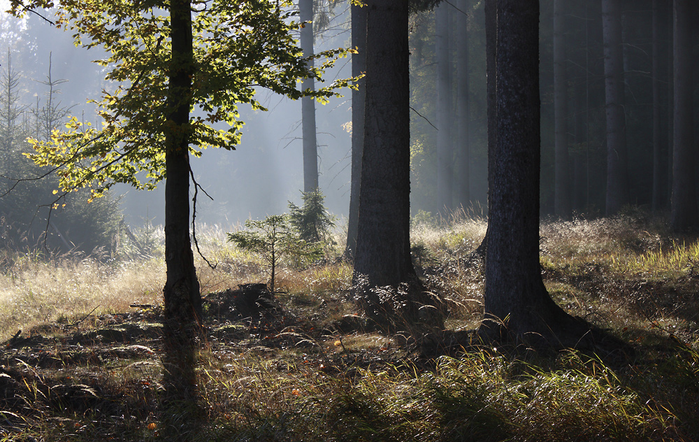 Morning in the wood - larger format