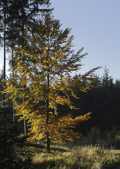 Morning in the wood - smaller format