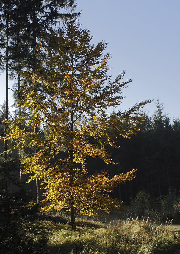 Morning in the wood - larger format