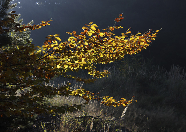 Morning in the wood - smaller format