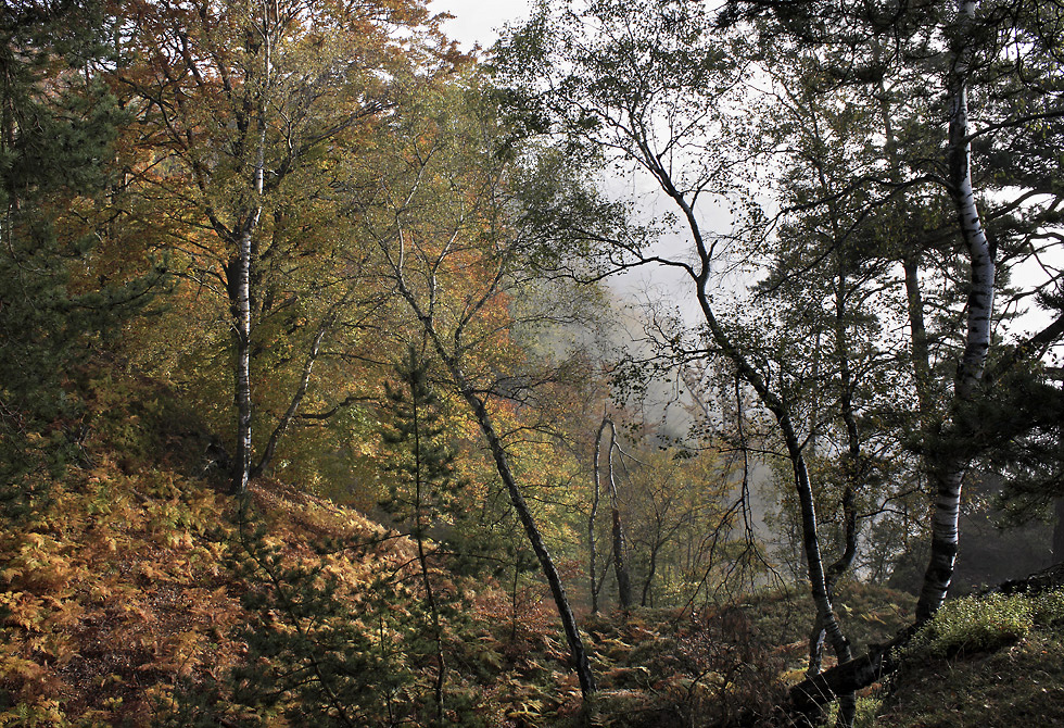 Podzim v lese - vt formt