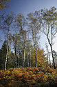 eskosaskovcarsk podzim - hlavn odkaz