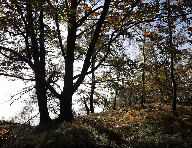 eskosaskovcarsk podzim - men formt