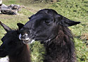 Lama - hlavn odkaz