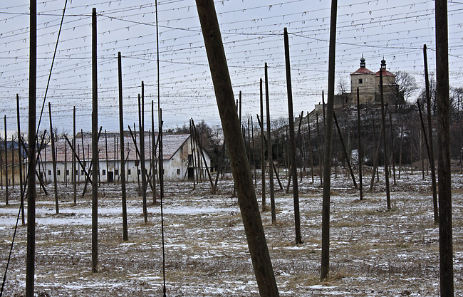 Through the hop field - smaller format