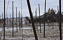 Through the hop field - main link