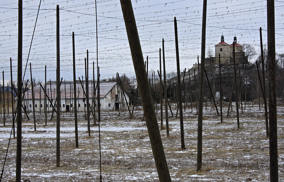 Through the hop field - larger format