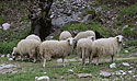 Oveky - hlavn odkaz