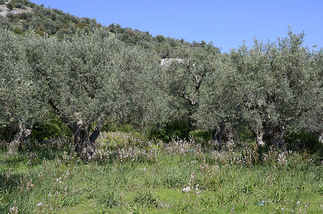 Olivovníky - menší formát