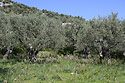 Olivovníky - hlavní odkaz