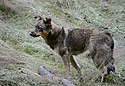 Karpatsk vlk - hlavn odkaz