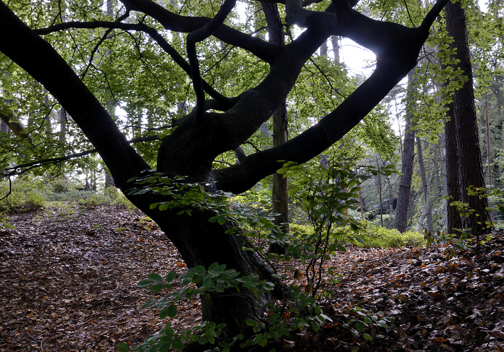 Crouched tree - larger format