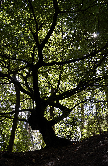 Crouched tree - smaller format