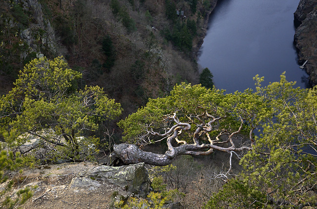 Pine - smaller format
